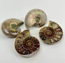Crystals, Stones & Gems | Ammonite Fossil