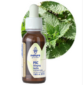 Nature Provides Plant Stem Cell Stinging Nettle